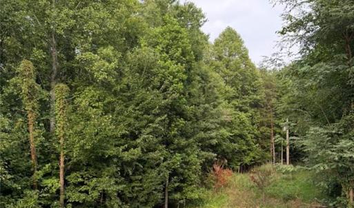 Photo #9 of Locust Grove, Westfield, NC 67.1 acres