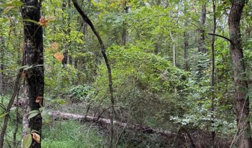 Photo #18 of Locust Grove, Westfield, NC 67.1 acres