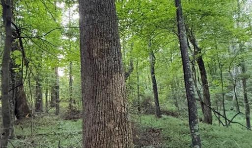 Photo #15 of Locust Grove, Westfield, NC 67.1 acres
