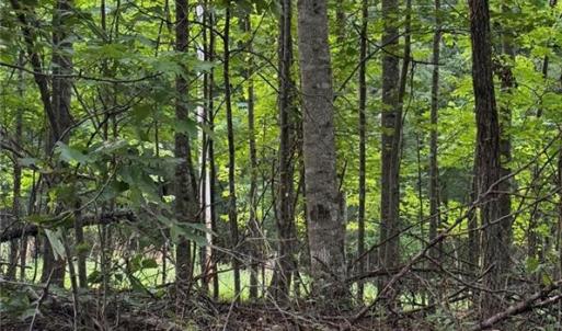 Photo #11 of Locust Grove, Westfield, NC 67.1 acres