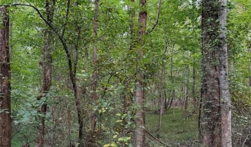 Photo #19 of Locust Grove, Westfield, NC 67.1 acres
