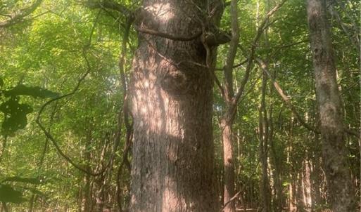 Photo #6 of Graham Davis, Denton, NC 17.1 acres