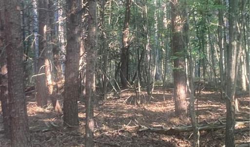Photo #13 of Graham Davis, Denton, NC 17.1 acres