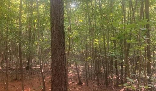 Photo #12 of Graham Davis, Denton, NC 17.1 acres
