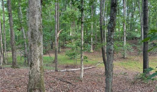 Peaceful timberland featuring gently rolling terrain and a lush canopy, perfect for nature lovers seeking privacy and tranquility.