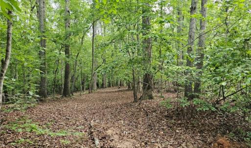 Photo #8 of Massey Creek, Madison, NC 20.7 acres