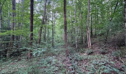 Photo #12 of Johnson, King, NC 17.1 acres