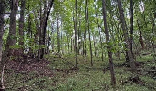 Photo #3 of Johnson, King, NC 17.1 acres