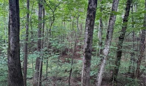 Photo #9 of Johnson, King, NC 17.1 acres