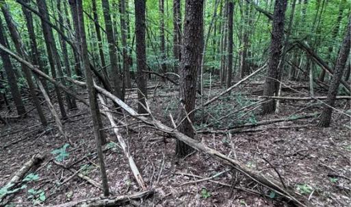 Photo #11 of Johnson, King, NC 17.1 acres