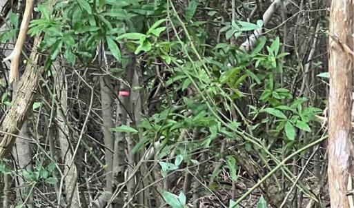 Photo #6 of NC Highway 49, Mebane, NC 8.2 acres