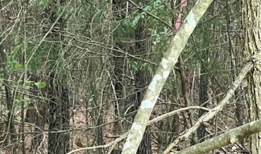 Photo #7 of NC Highway 49, Mebane, NC 8.2 acres