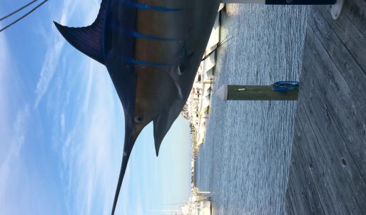 Photo #7 of Docks, Manteo, NC