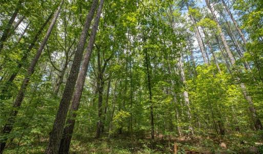 Photo #23 of 8942 Spearman, Reidsville, NC 453.0 acres