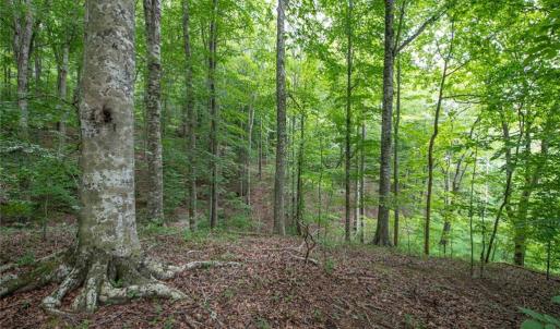 Photo #3 of 8942 Spearman, Reidsville, NC 453.0 acres