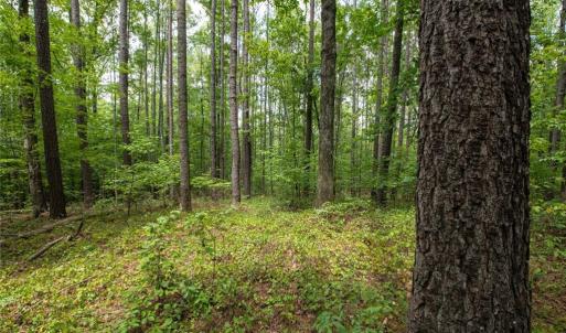Photo #5 of 8942 Spearman, Reidsville, NC 453.0 acres