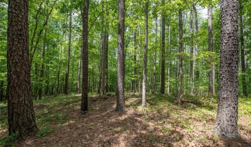 Photo #9 of 8942 Spearman, Reidsville, NC 453.0 acres