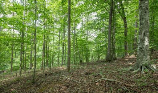Photo #38 of 8942 Spearman, Reidsville, NC 453.0 acres