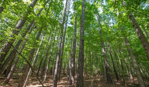 Photo #41 of 8942 Spearman, Reidsville, NC 453.0 acres