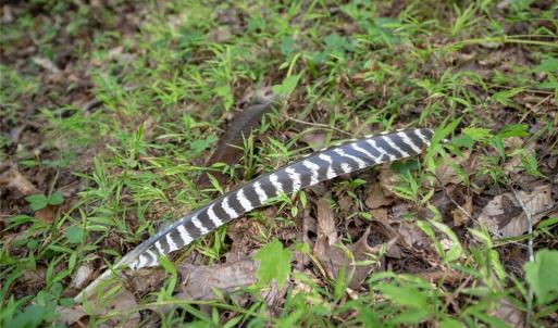 Photo #8 of 8942 Spearman, Reidsville, NC 453.0 acres