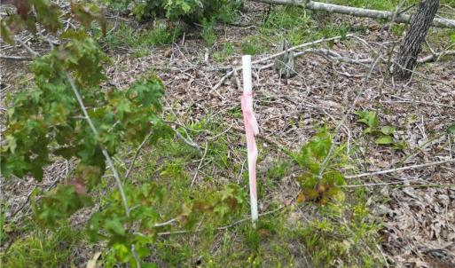 Photo #17 of 3950 Shiptontown, Lexington, NC 30.1 acres
