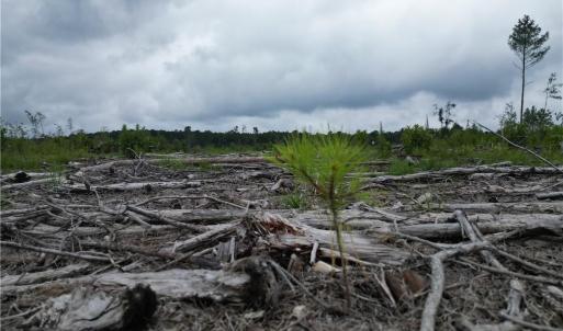 Photo #11 of 3950 Shiptontown, Lexington, NC 30.1 acres