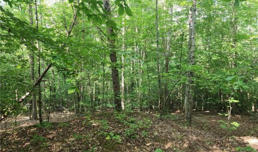 Photo #27 of River Bluff Farms, Tobaccoville, NC 15.6 acres