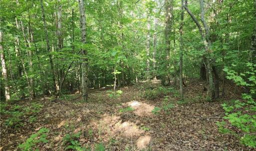 Photo #28 of River Bluff Farms, Tobaccoville, NC 15.6 acres