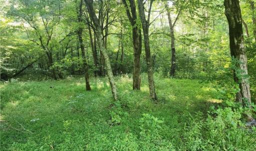 Photo #31 of River Bluff Farms, Tobaccoville, NC 15.6 acres