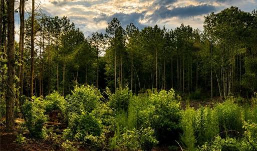Photo #2 of Jennings, Randleman, NC 74.3 acres