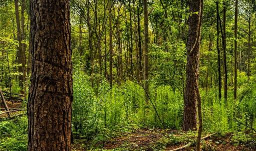 Photo #30 of Jennings, Randleman, NC 74.3 acres
