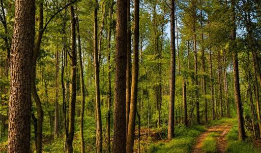 Photo #10 of Jennings, Randleman, NC 74.3 acres