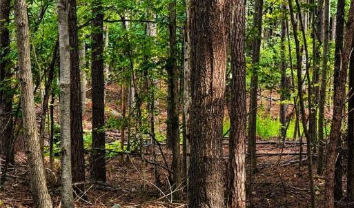 Photo #18 of Jennings, Randleman, NC 74.3 acres