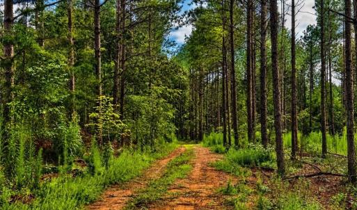 Photo #4 of Jennings, Randleman, NC 74.3 acres