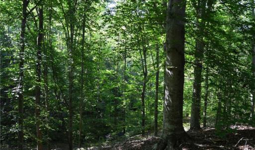 Photo #13 of 338-278 Hancock, Reidsville, NC 60.0 acres