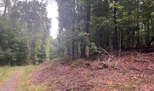 Photo #13 of 1170 Timber Ridge, Westfield, NC 19.0 acres