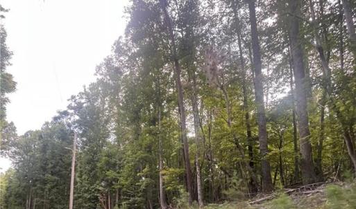 Photo #17 of 1170 Timber Ridge, Westfield, NC 19.0 acres