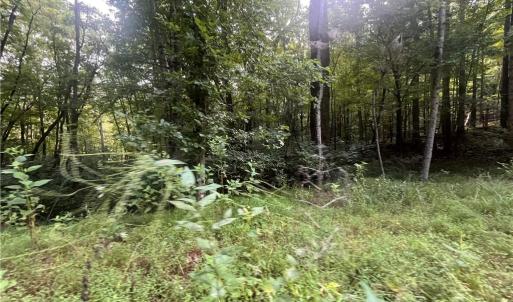 Photo #16 of 1170 Timber Ridge, Westfield, NC 19.0 acres