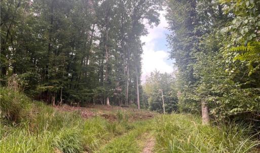 Photo #12 of 1170 Timber Ridge, Westfield, NC 19.0 acres