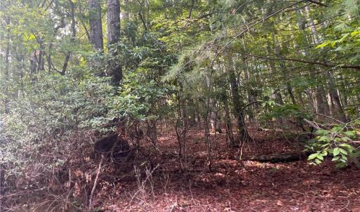 Photo #7 of 1170 Timber Ridge, Westfield, NC 19.0 acres