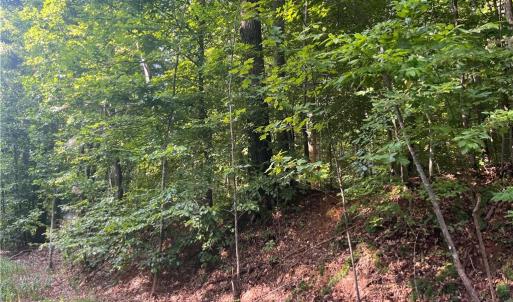 Photo #3 of 1170 Timber Ridge, Westfield, NC 19.0 acres