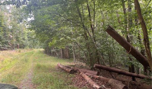 Photo #10 of 1170 Timber Ridge, Westfield, NC 19.0 acres