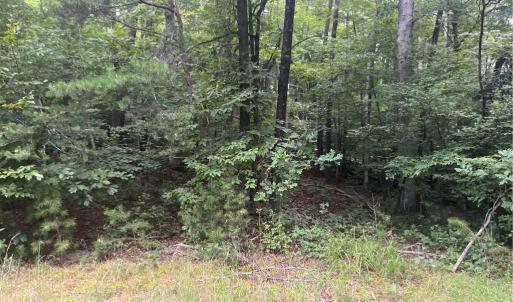 Photo #11 of 1170 Timber Ridge, Westfield, NC 19.0 acres