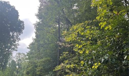 Photo #8 of 1170 Timber Ridge, Westfield, NC 19.0 acres