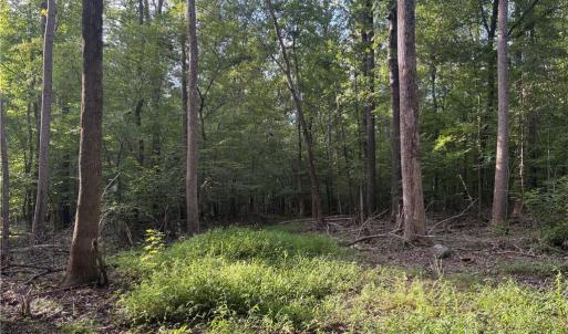 Photo #2 of 7149 Nature, Liberty, NC 10.3 acres