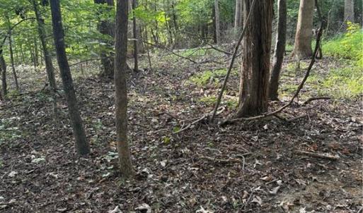 Photo #3 of 7149 Nature, Liberty, NC 10.3 acres
