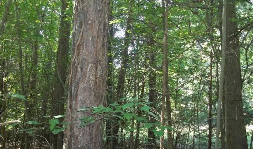 Photo #6 of Clyde King, Seagrove, NC 24.4 acres