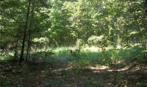 Photo #4 of Clyde King, Seagrove, NC 24.4 acres