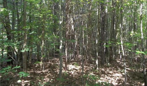 Photo #8 of Clyde King, Seagrove, NC 24.4 acres