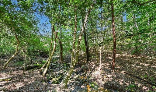 Photo #4 of 3883 Millikan Farm, Franklinville, NC 35.1 acres